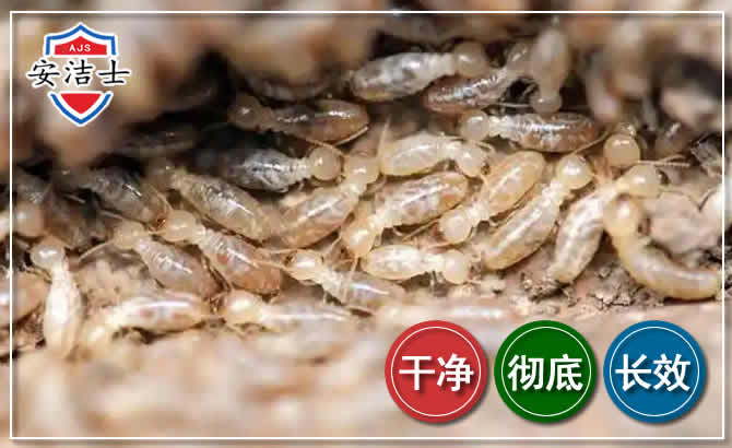 新昌白蚁防治