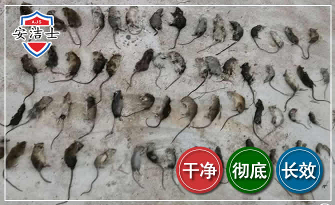 新昌鼠害防治-灭鼠