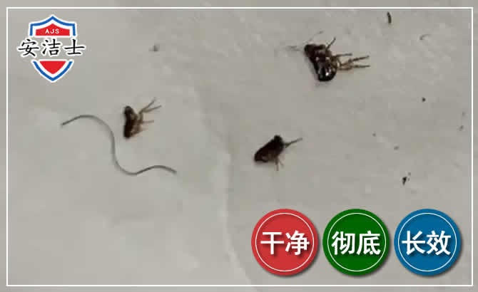 新昌跳蚤防治-灭跳蚤
