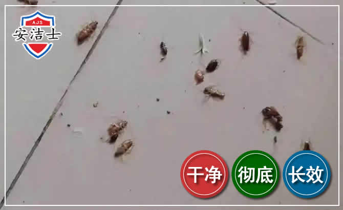 新昌蟑螂防治-灭蟑螂